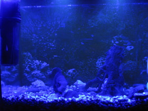 Фитолампа синего спектра  над аквариумом