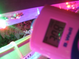 измерение температуры фитолампы для растений 1 измерение
